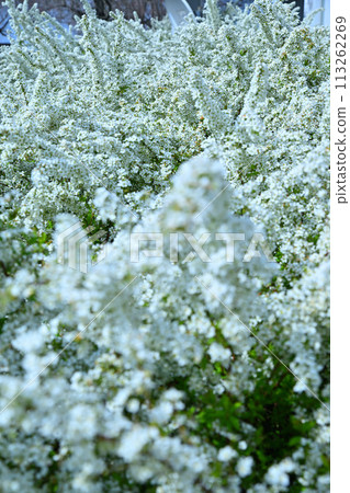 Snow willows in full bloom - the arrival of spring 113262269
