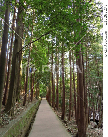 walkway in the forest 113262273