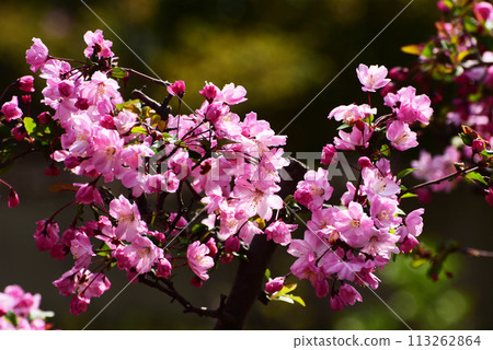 Spring full bloom Spring full bloom 113262864