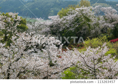 A place in Kumamoto prefecture where cherry blossoms are in full bloom 113263457