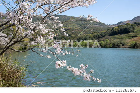 Cherry blossoms in the countryside Cherry blossoms in the countryside 113263675