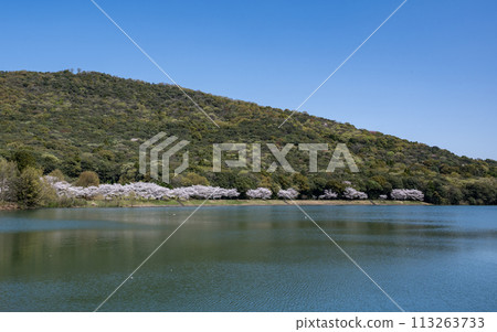 櫻花在農村 113263733