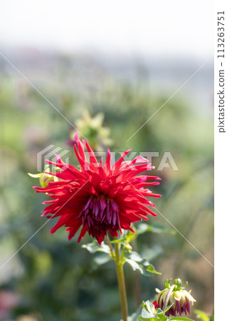 達里亞花盛開的特寫 113263751