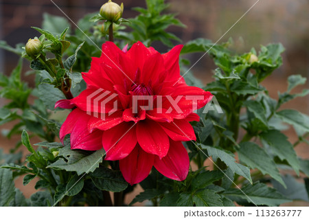 Close-up of dahlia flowers in full bloom Close-up of dahlia flowers in full bloom 113263777