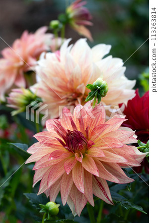 達里亞花盛開的特寫 113263814