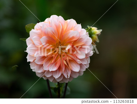Close-up of dahlia flowers in full bloom 113263818