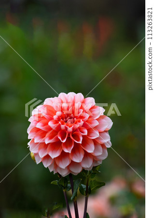 達里亞花盛開的特寫 達里亞花盛開的特寫 113263821