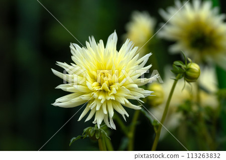 達里亞花盛開的特寫 達里亞花盛開的特寫 113263832