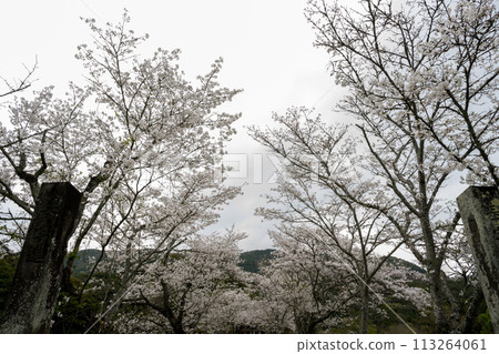 Spring cherry blossoms blooming in the park 113264061
