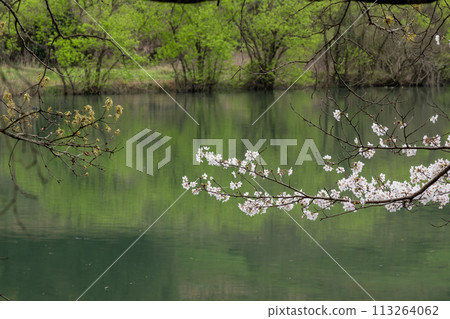 春天櫻花盛開的公園 113264062