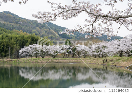 Spring cherry blossoms blooming in the park 113264085