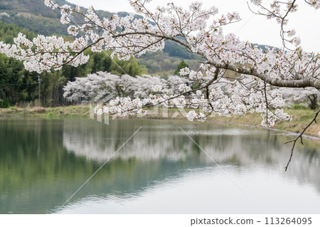 Spring cherry blossoms blooming in the park 113264095