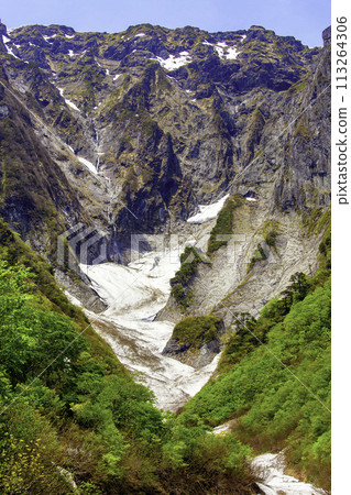 新鮮的綠色植物和倉澤（垂直） 113264306