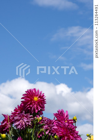 Dahlia flowers in full bloom and autumn sky copy space Dahlia flowers in full bloom and autumn sky copy space 113264491
