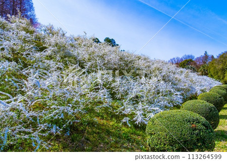 Snow Flower Flower 113264599