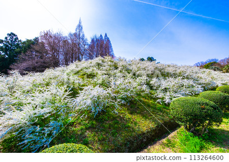 Snow Flower Flower 113264600