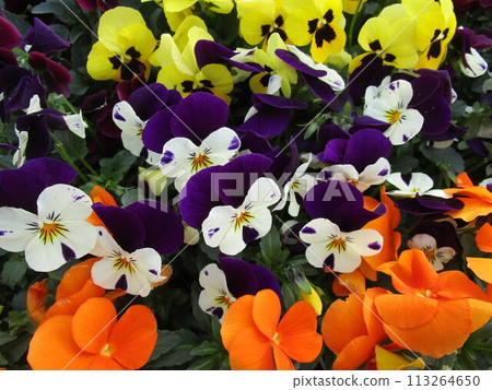 Colorful pansy flower up 113264650
