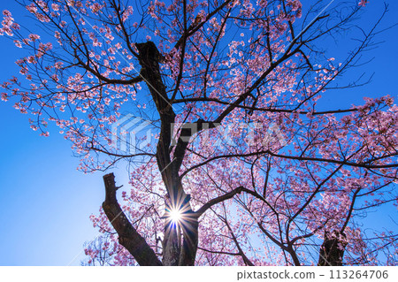 江戶彼岸櫻花和盛開的光芒 113264706