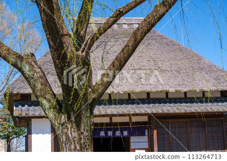 屋頂和柳樹 113264713