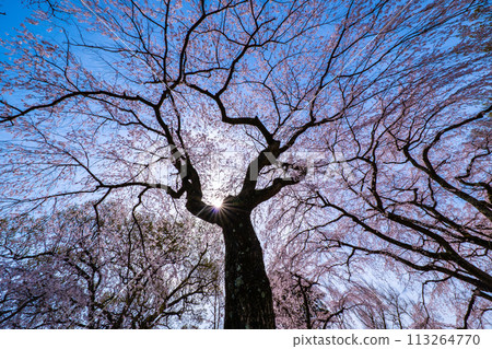 櫻花盛開 113264770