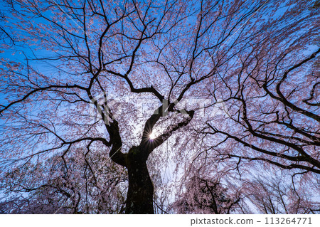 Cherry blossoms in full bloom Cherry blossoms in full bloom 113264771
