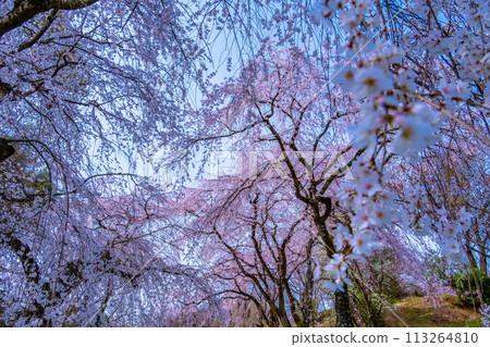 櫻花盛開 113264810