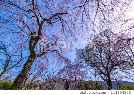 Cherry blossoms in full bloom 113264836