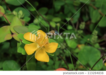Blue-striped flower wasp, also known as the "shoe spotless wasp" Blue-striped flower wasp, also known as the "shoe spotless wasp" 113264838