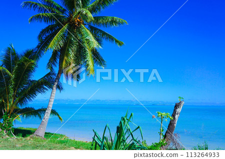 棕櫚樹和藍色的大海 113264933