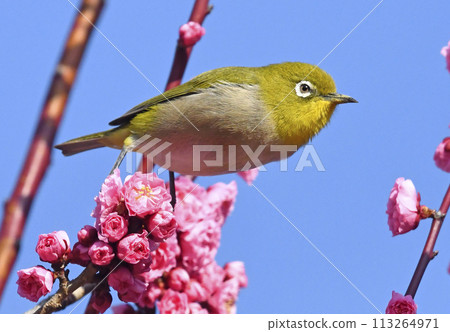 A white-eye on a red plum blossom in full bloom (spring image) (spring-like image) A white-eye on a red plum blossom in full bloom (spring image) (spring-like image) 113264971