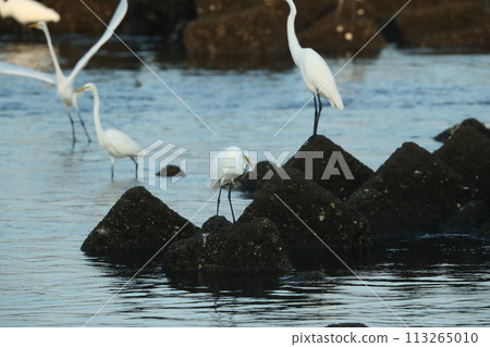 egret hunting 113265010