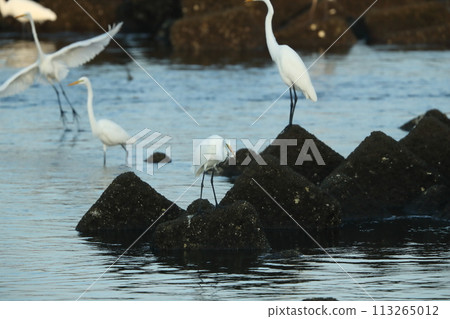 egret hunting 113265012