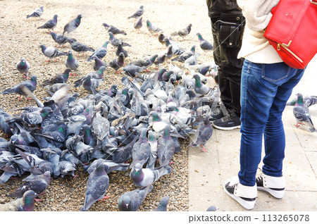 Pigeons flocking to people Pigeons flocking to people 113265078
