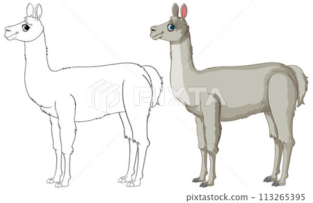 Llama Illustration: From Sketch to Color 113265395