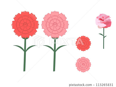 Simple carnation illustration set 113265831