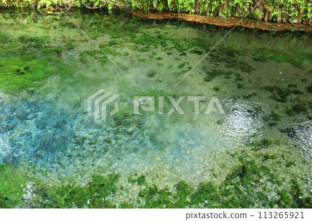 The famous Shirakawa River source 113265921