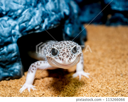 豹紋守宮的特寫 豹紋守宮的特寫 113266066