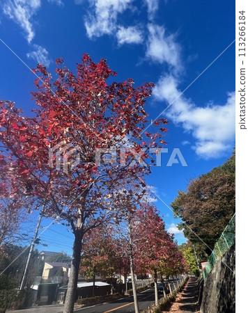 Street tree of autumn leaves Zelkova 113266184
