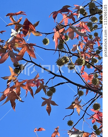 Autumn leaves shining against the blue sky at Nagame Park 113266185