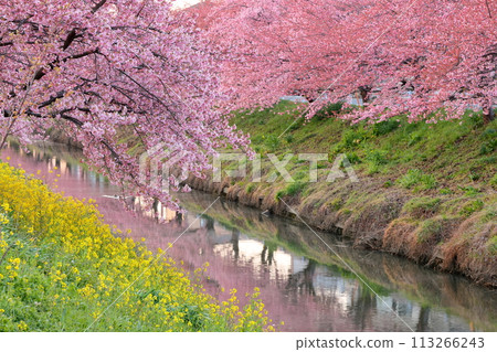 埼玉縣久喜市鷲之宮 青木堀川沿岸盛開的河津櫻花、油菜花田和河面的倒影 113266243