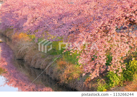 埼玉縣久喜市鷲之宮 青木堀川沿岸盛開的河津櫻花、油菜花田和河面的倒影 埼玉縣久喜市鷲之宮 青木堀川沿岸盛開的河津櫻花、油菜花田和河面的倒影 113266244