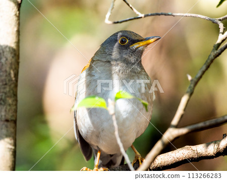 Pale thrush perched on a tree branch 113266283