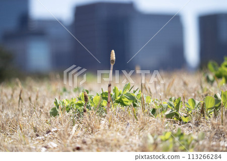 Horsetail bathing in spring light 113266284