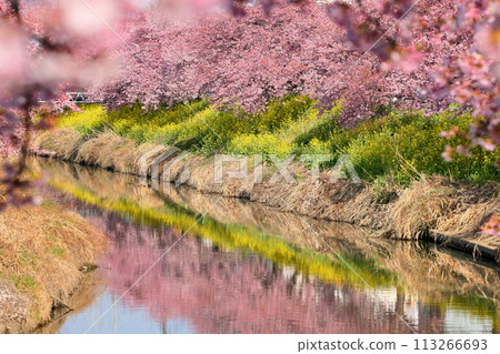 埼玉縣久喜市鷲之宮 青木堀川沿岸盛開的河津櫻花、油菜花田和河面的倒影 113266693
