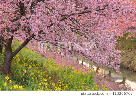 Washinomiya, Kuki City, Saitama Prefecture View of Kawazu cherry trees in full bloom along the Aokebori River, fields of rape blossoms, and reflections on the surface of the river Washinomiya, Kuki City, Saitama Prefecture View of Kawazu cherry trees in full bloom along the Aokebori River, fields of rape blossoms, and reflections on the surface of the river 113266702
