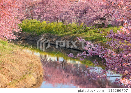 埼玉縣久喜市鷲之宮 青木堀川沿岸盛開的河津櫻花、油菜花田和河面的倒影 113266707