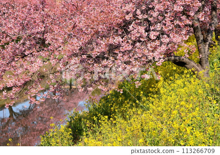埼玉縣久喜市鷲之宮 青木堀川沿岸盛開的河津櫻花、油菜花田和河面的倒影 113266709