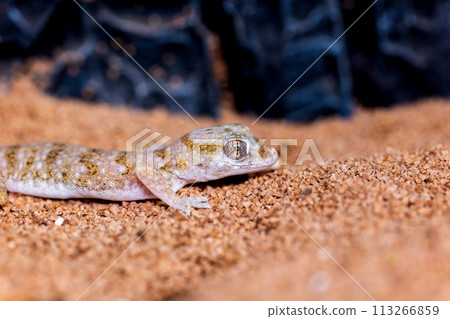 Macro of Elegance Bow Fingered Gecko 113266859