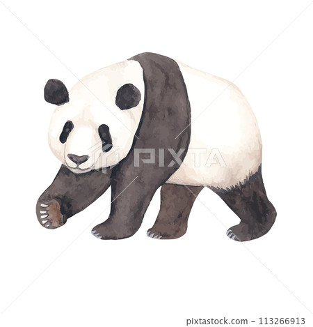 熊貓水彩手繪向量卡通插畫 113266913
