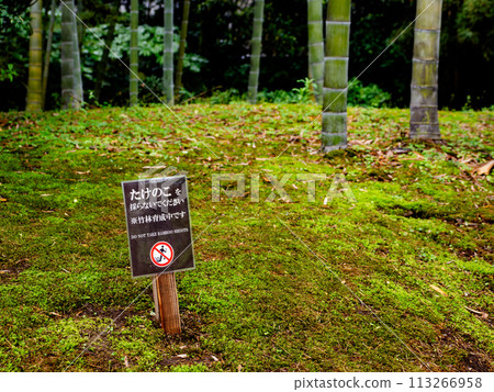 A sign prohibiting picking of bamboo shoots A sign prohibiting picking of bamboo shoots 113266958